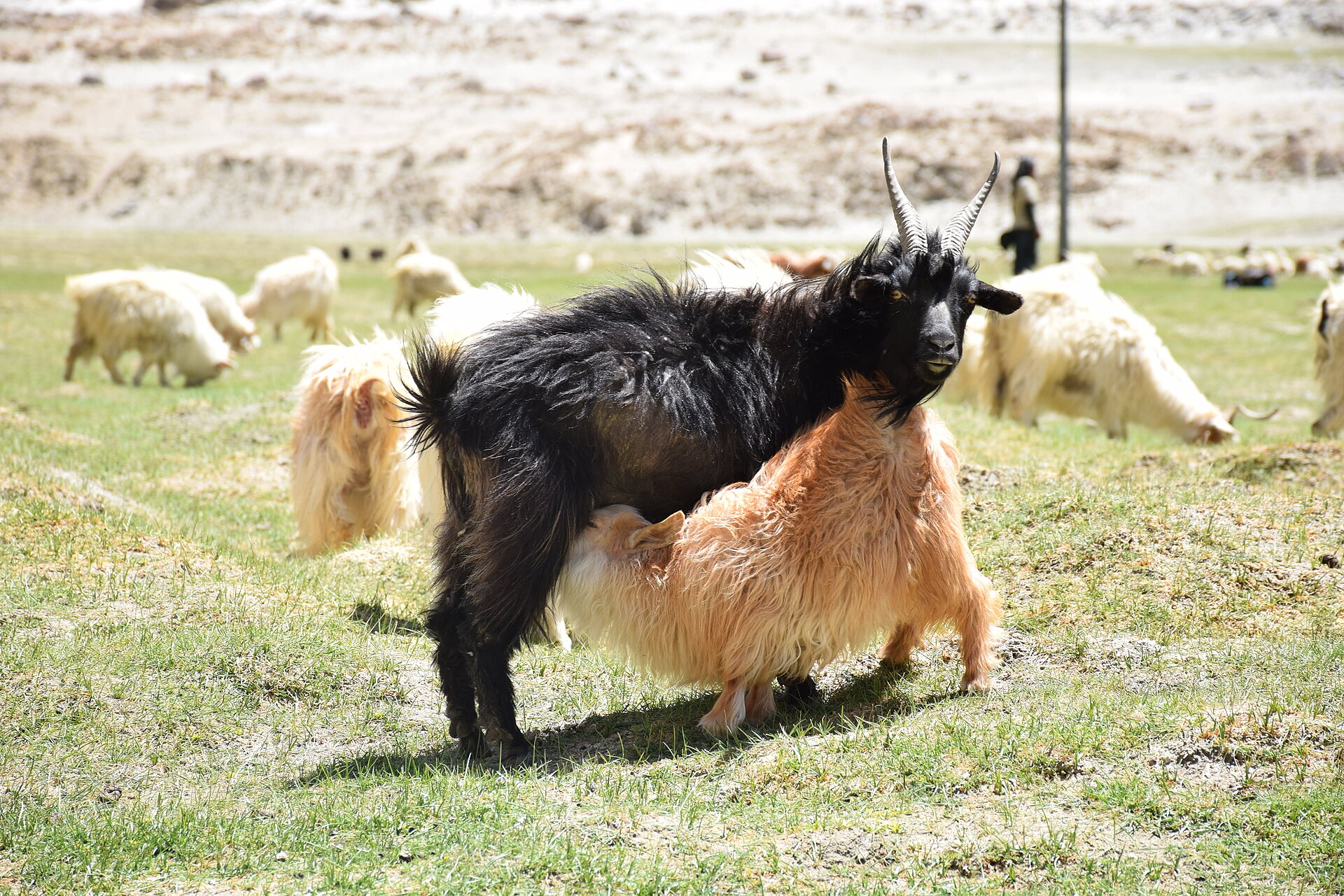 Pashmina Goat and kid