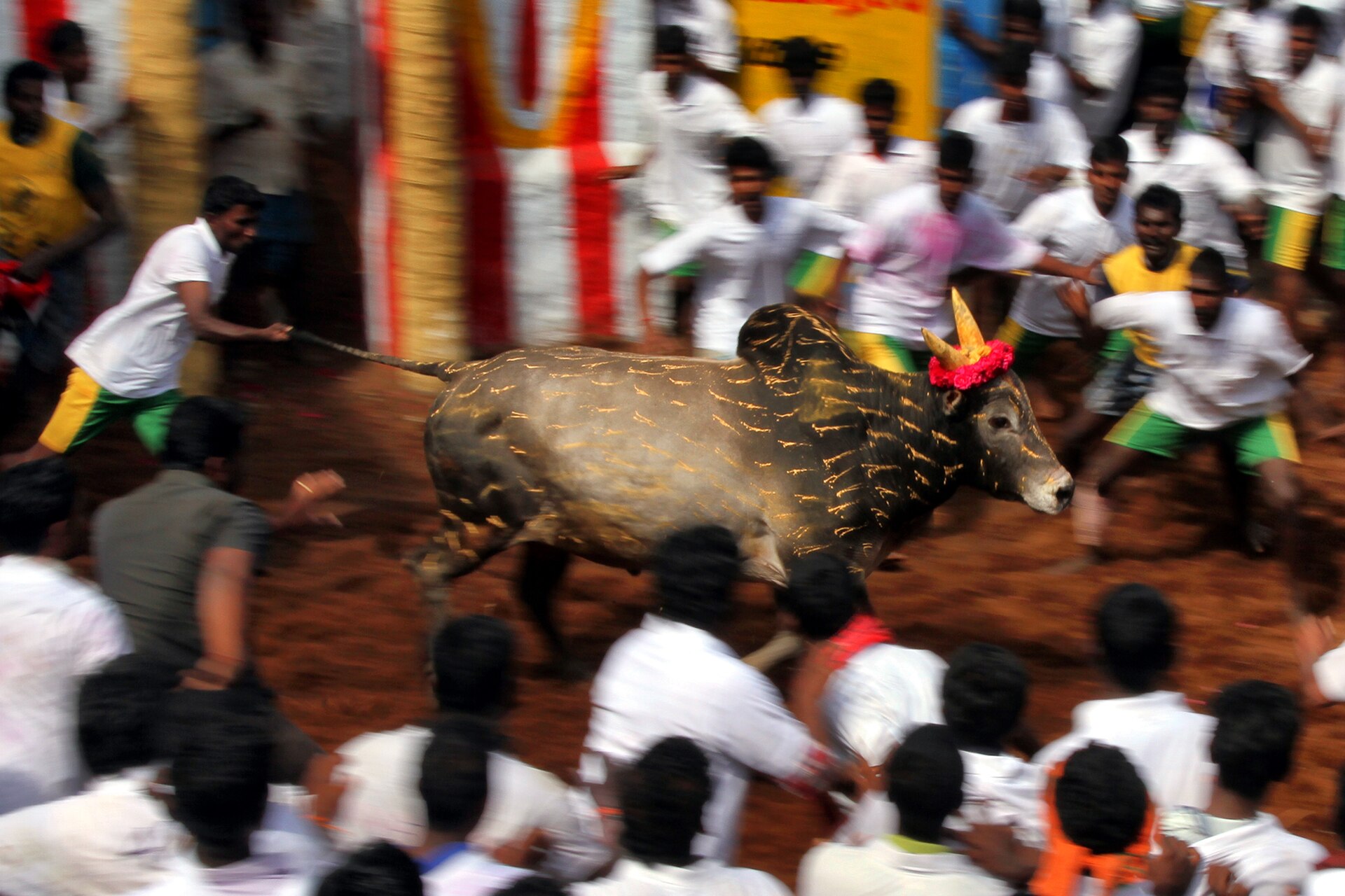 1 Jallikattu Non-violent bull fighting taming folk sport Tamil Nadu India